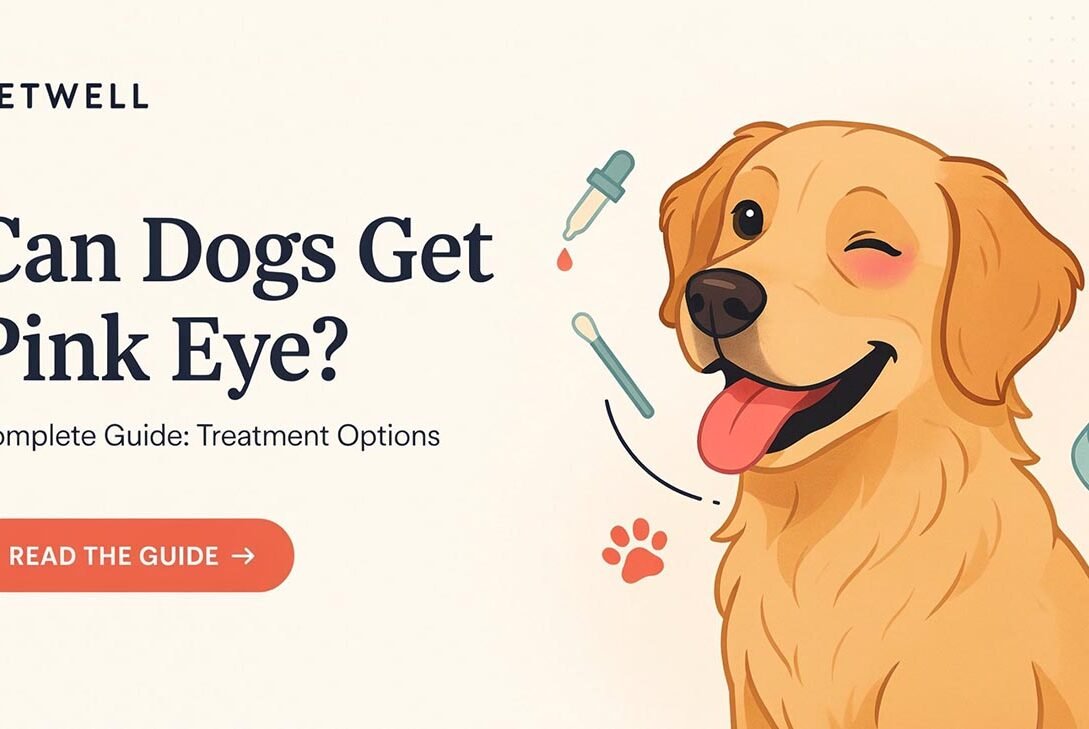 Can Dogs Get Pink Eye Complete Guide: Treatment Options