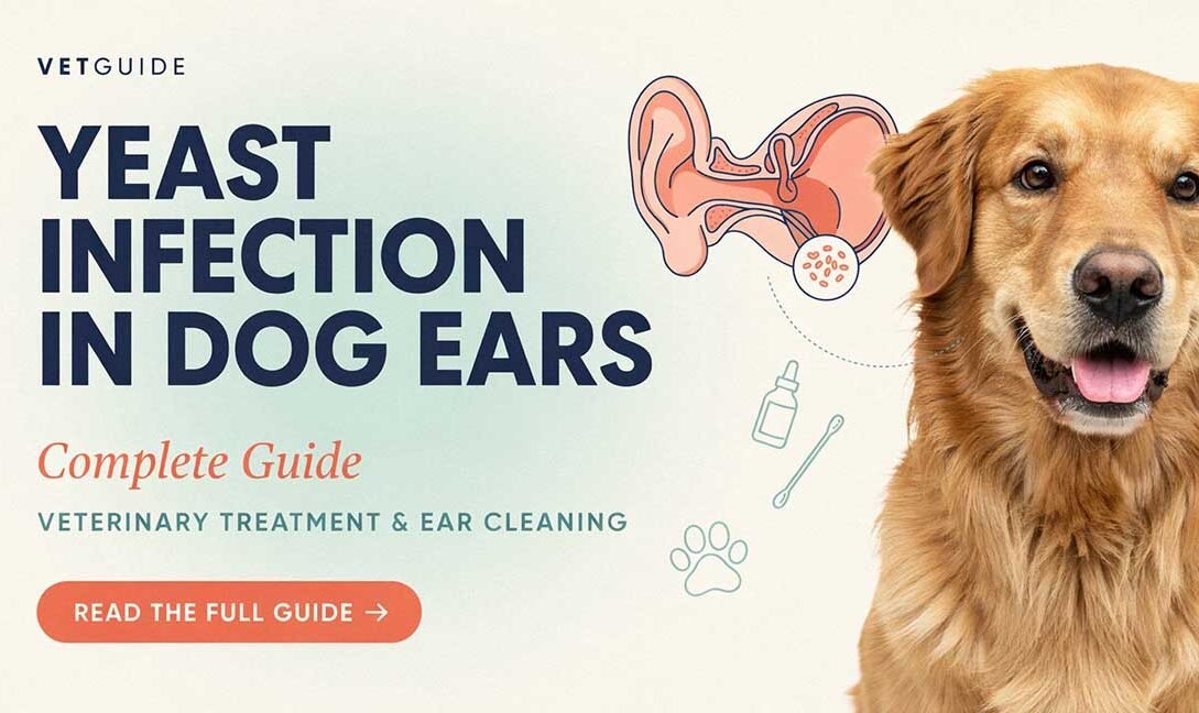 Yeast Infection In Dogs Ears Complete Guide: Veterinary Treatment & Ear Cleaning