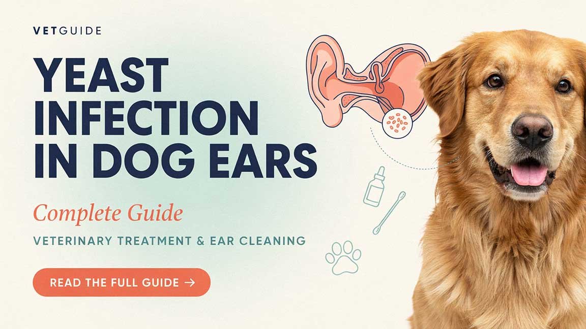 Yeast Infection In Dogs Ears Complete Guide: Veterinary Treatment & Ear Cleaning