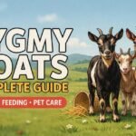Pygmy Goat Goats Complete Guide: Breed Overview, Feeding & Good Pets