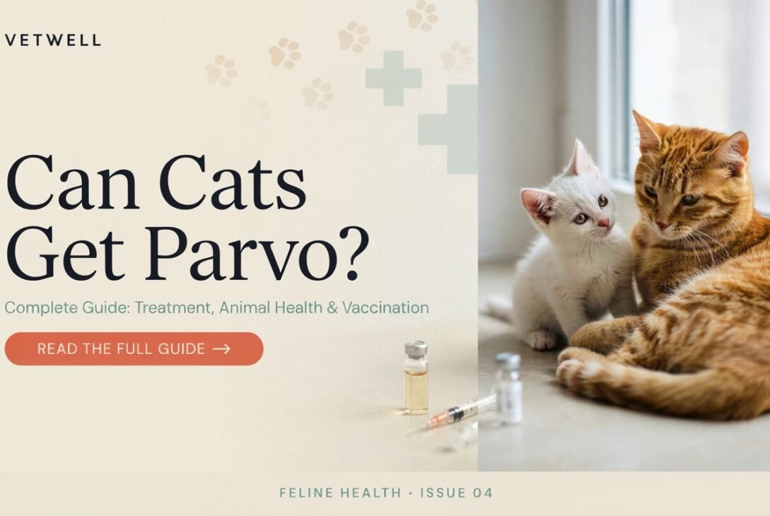 Can Cats Get Parvo? Complete Guide: Treatment, Animal Health & Vaccination