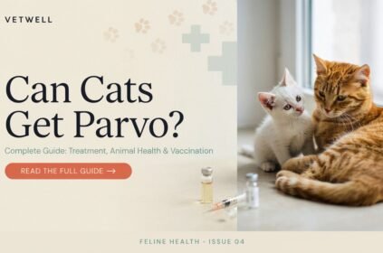 Can Cats Get Parvo? Complete Guide: Treatment, Animal Health & Vaccination