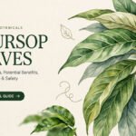 Soursop Leaves: Traditional Uses, Potential Benefits, How to Prepare & Safety