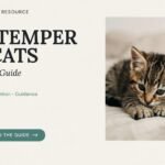 Distemper in Cats Complete Guide: Options, Prevention, and Guidance